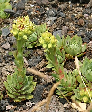 Sempervivum wulfenii