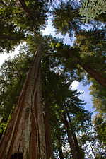 Miniatura per Sequoia costanera