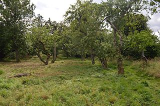 Sergeants Orchard Essex Wildlife Trust Nature reserve