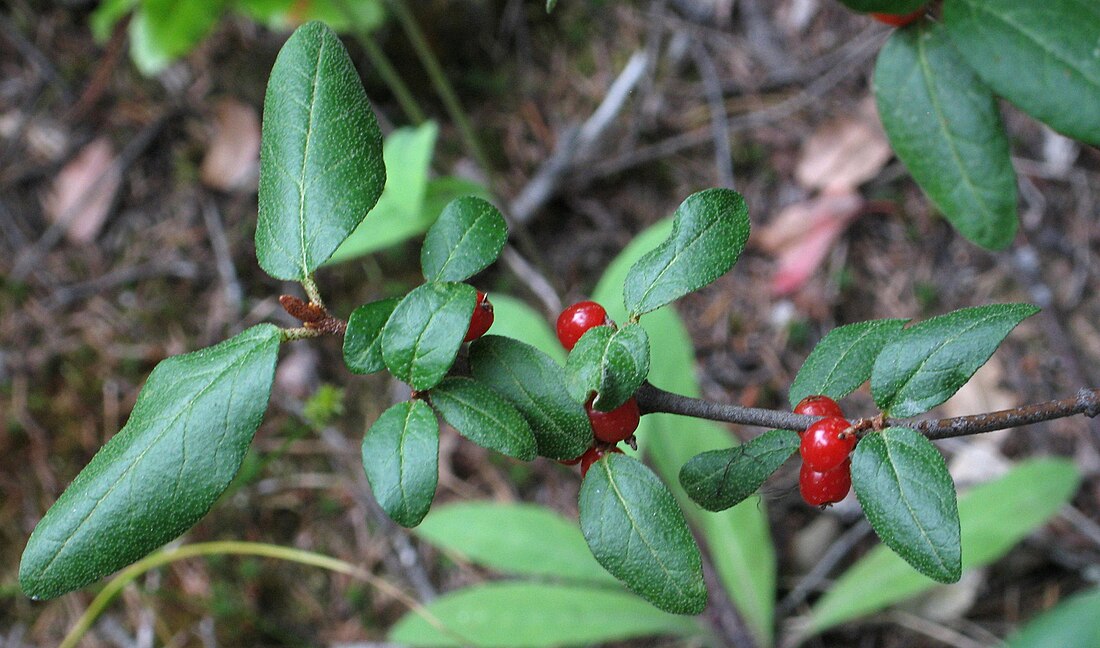 Shepherdia canadensis