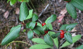 <i>Shepherdia canadensis</i> North American species of buffaloberry