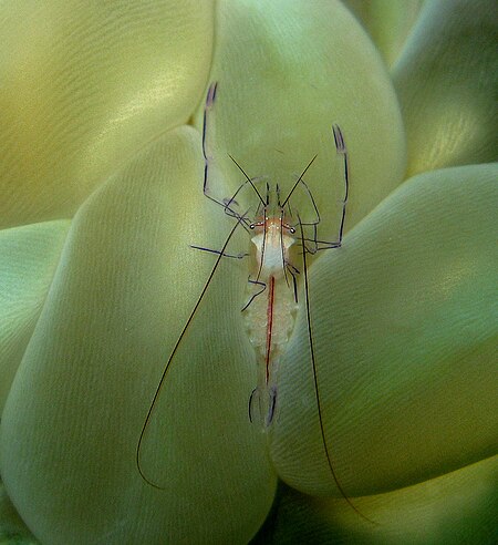 ไฟล์:Shrimp_on_Bubble_Coral.jpg