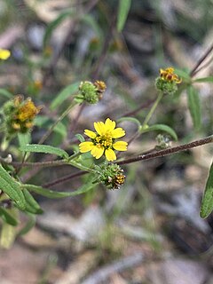 <i>Sigesbeckia orientalis</i> Species of flowering plant