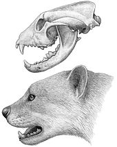 Reconstructed skull and head Simocyon batalleri head.jpg