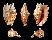 Five views of a laciniate conch shell