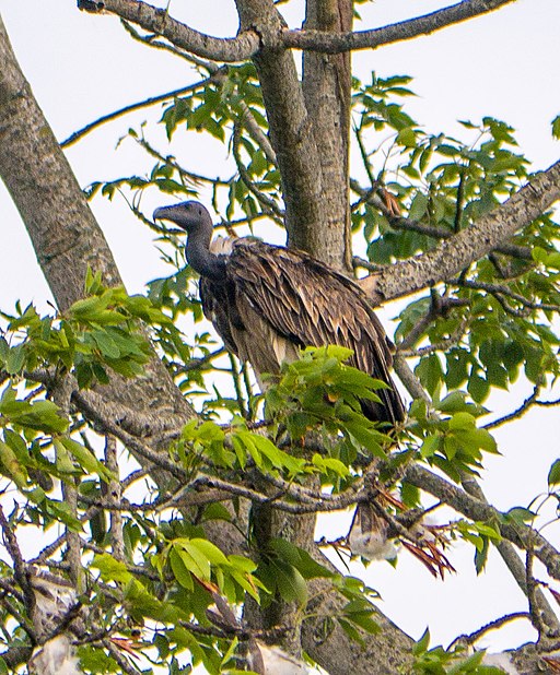 Slender-billed Vulture, Mishmi Hills, India (cropped)