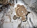 Broken stalactite showing the inner conduit.