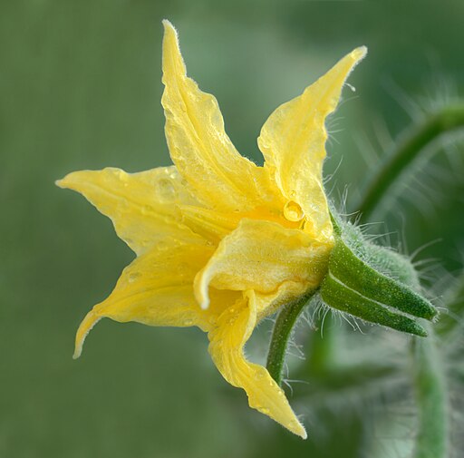 Solanum lycopersicum - Tomato flower (aka)