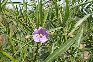 <i>Solanum symonii</i> Species of flowering plant