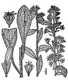 Description de l'image Solidago bicolor01.jpg.