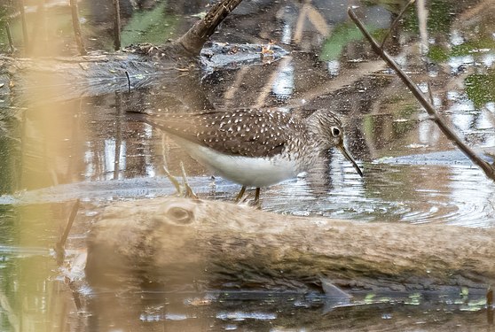 Solitary sandpiper, Prospect Park