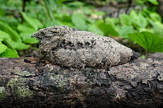 Solomons nightjar Species of bird