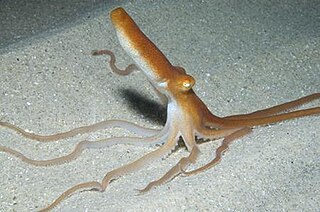 <i>Octopus kaurna</i>