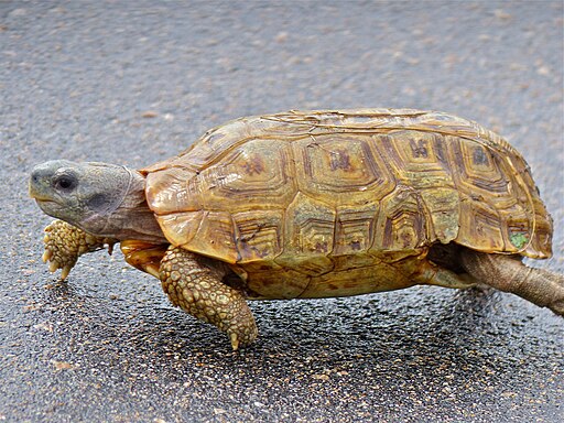 Speke's Hingeback Tortoise (Kinixys spekii) (14027958683)