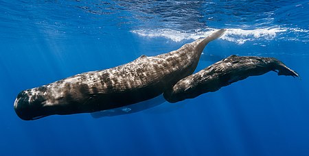 Sperm whale pod recolored.jpg