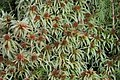 Sphagnum palustre