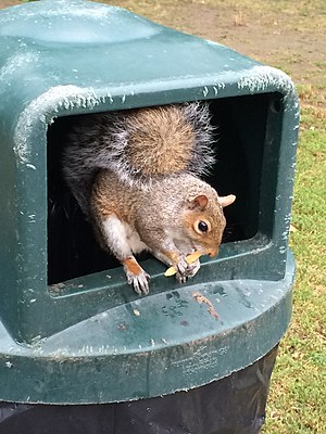 Squirell in Boston eating french fries 2.jpg