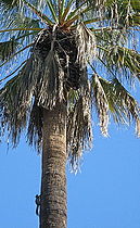 Squirrel climbing a Washingtonia in winter