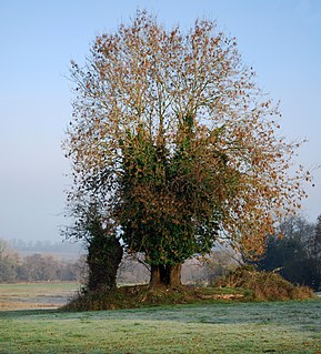 St. Edmunds Chapel, Lyng