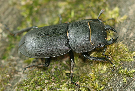 Tập_tin:Stag-beetle_(Dorcus_parallelopipedus).jpg