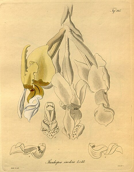 File:Stanhopea inodora- Xenia vol. 2 pl. 165 (1874).jpg