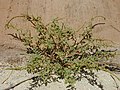 Starr 010818-0019 Amaranthus spinosus.jpg