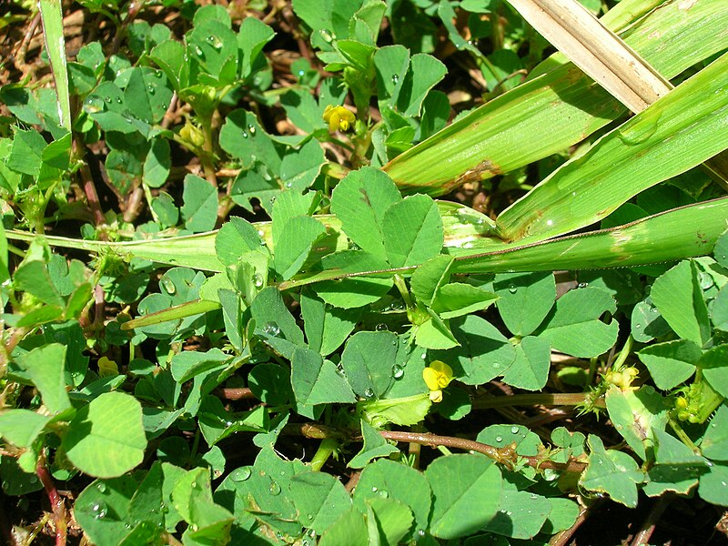 File:Starr 060416-7683 Medicago polymorpha.jpg