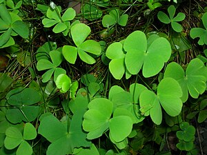 Starr 061108-9798 Marsilea villosa.jpg