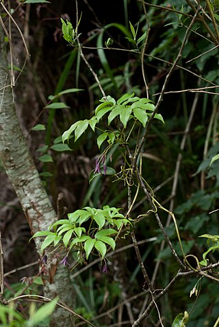<i>Stauntonia purpurea</i> Species of flowering plant