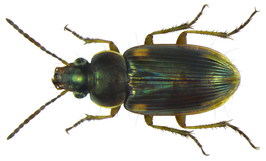 Stenolophus nitens