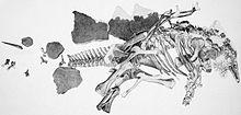 Diagramma dell'olotipo articolato di S. stenops (USNM 4934), soprannominato road kill per la sua forma schiacciata