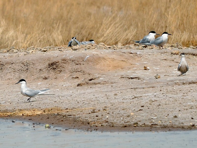 File:Sterna hirundo longipennis, Tianjin, China 02.jpg