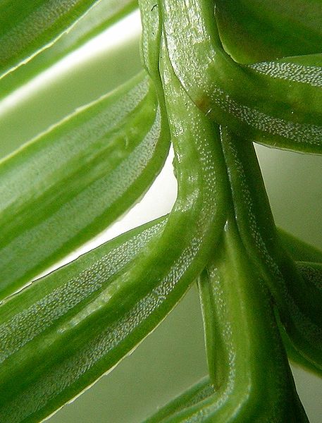 File:Stomates on Chinese-fir needle.jpg