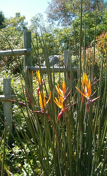 File:Strelitzia juncea KirstenboshBotGard09292010E.jpg