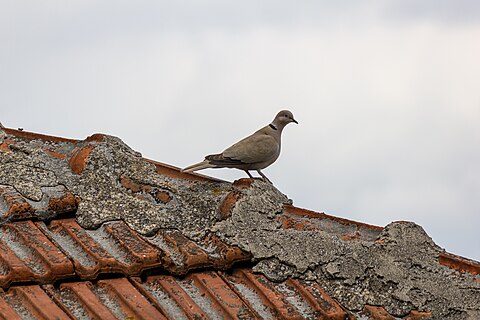 Eurasian collared dove on a roof in Negotino