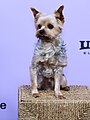 * Nomination Dog Frodo at the premiere of the movie Porcelain War during the 2024 Sundance Film Festival in Park City, Utah --Frank Schulenburg 22:28, 20 January 2024 (UTC) * Promotion  Support DOF could be higher but is ok IMO. --Plozessor 04:48, 21 January 2024 (UTC)