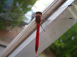 Sympetrum darwinianum