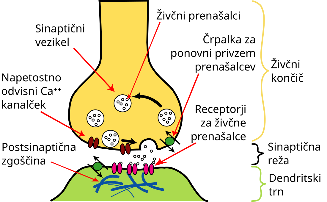 File:Synapse Illustration2 tweaked-sl.svg