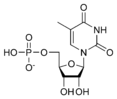 ribothymidine monophosphate