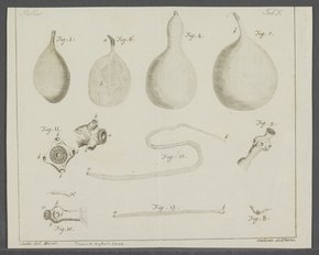 Descrição da imagem Taenia hydatigena - - Imprimir - Iconographia Zoologica - Coleções Especiais University of Amsterdam - UBAINV0274 105 19 0037.tif.