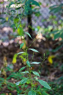 Tall blue lettuce (24891050761).jpg