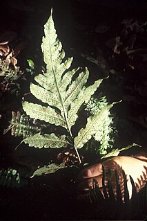 <i>Tectaria estremerana</i> Species of plant