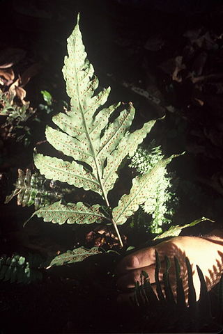 <i>Tectaria estremerana</i> Species of plant