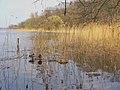 Tegeler See - Schilfgurtel (Tegel Lake - Reed Fringe) - geo.hlipp.de - 35176.jpg