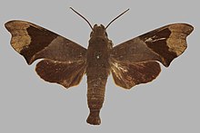 Temnora atrofasciata, male, upperside. Cameroon, Johann-Albrechts Hohe Station.jpg