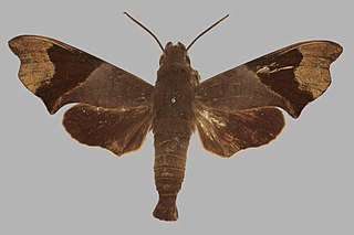 <i>Temnora atrofasciata</i> Species of moth