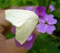 Tetracis cachexiata, Slant-Line Moth near Wilmot, Ohio.