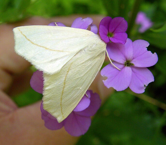 File:Tetracis cachexiata 051712.jpg