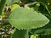 Teucrium betonicum 2017-05-23 0975.jpg