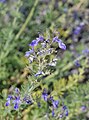 Teucrium orientale 1.jpg